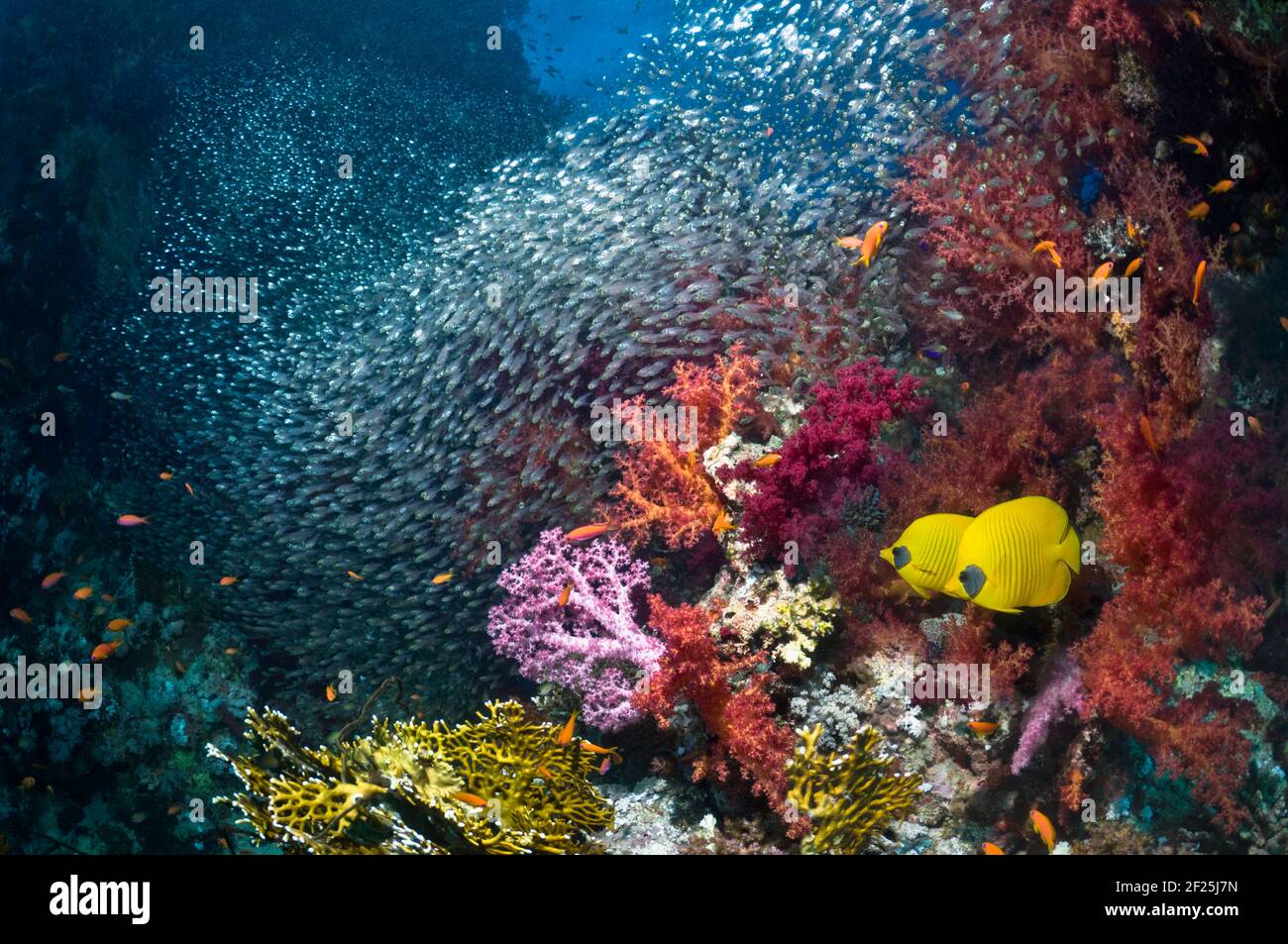 Goldbutterfisch (Chaetodon semilarvatus) Am Korallenriff mit einer Schule von Pygmäen-Kehrern (Parapriacanthus guentheri) und weiche Korallen (Dendronephthya Stockfoto