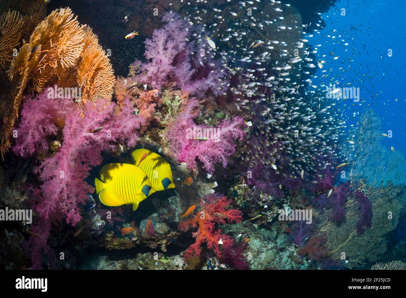 Paar goldene Falterfische (Chaetodon semilarvatus) Am Korallenriff mit Weichkorallen (Dendronephthya sp) Und eine Schule von Pygmy Kehrmaschinen Parapriacanthus Stockfoto