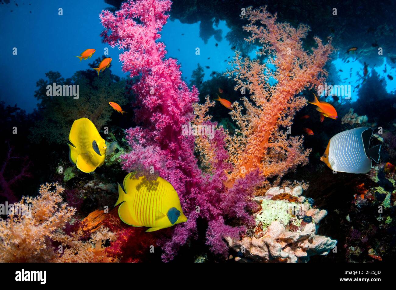 Korallenriff-Landschaft mit einem Paar Golden Butterflyfish [Chaetodon semilarvatus] und einem Orange Face oder Hooded Butterflyfish [Chaetodon Larvatus]. Ägypten Stockfoto