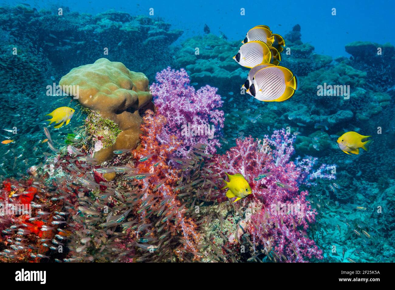 Panda-Butterflyfish [Chaetodon adiergastos] und Golden damegoistish [Amblyglyphidodon aureus] schwimmen an Weichkorallen vorbei. Andamanensee, Thailand. Stockfoto
