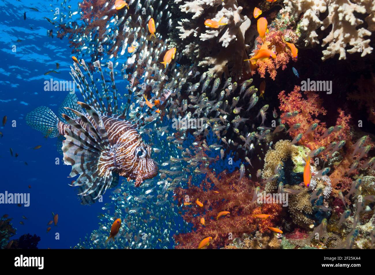 Korallenriff-Landschaft mit einem Roten Löwenfisch (Pterois volitans), Weichkorallen (Dendronephthya sp) und einer Schule von Pygmäen Kehrmaschinen (Parapriacanthus guentheri). Stockfoto