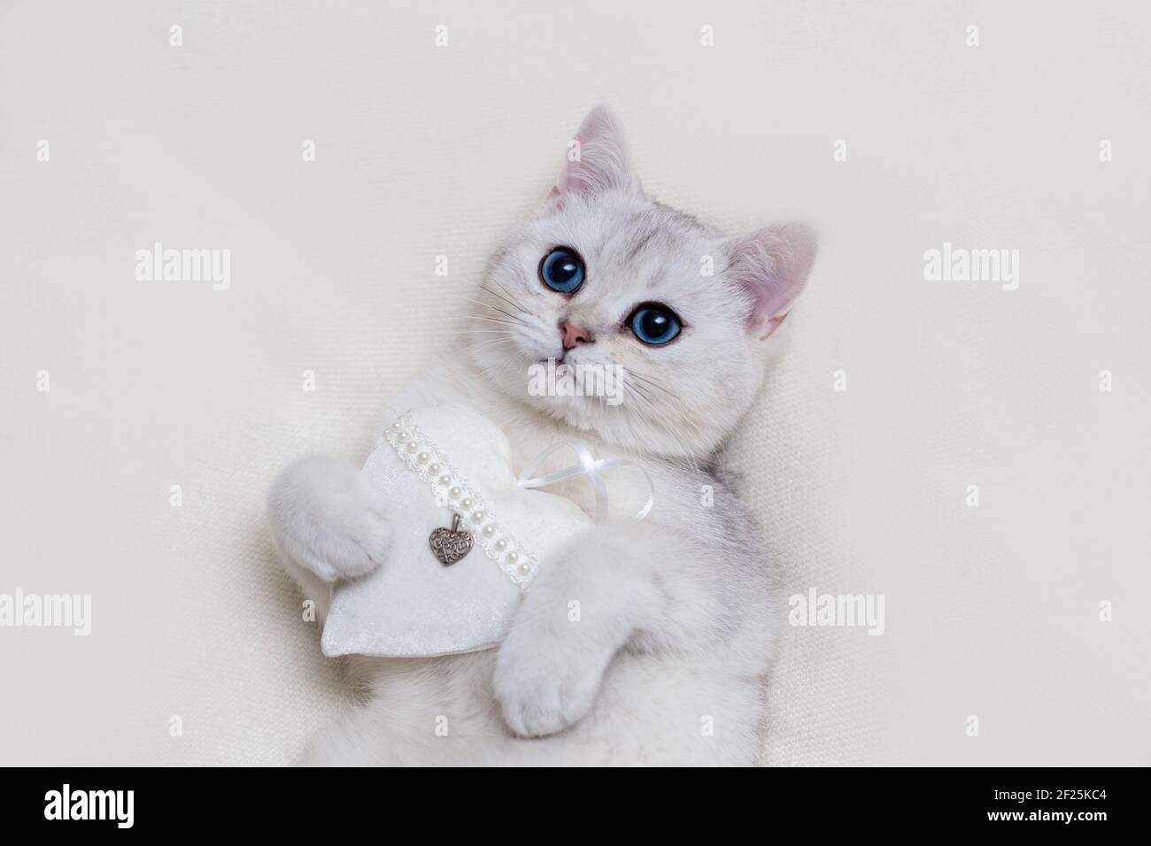 Close up niedlichen weißen britischen Kätzchen auf einer weißen Strickdecke, mit einem weißen Textil-Herz, hält in seinen Pfoten Stockfoto