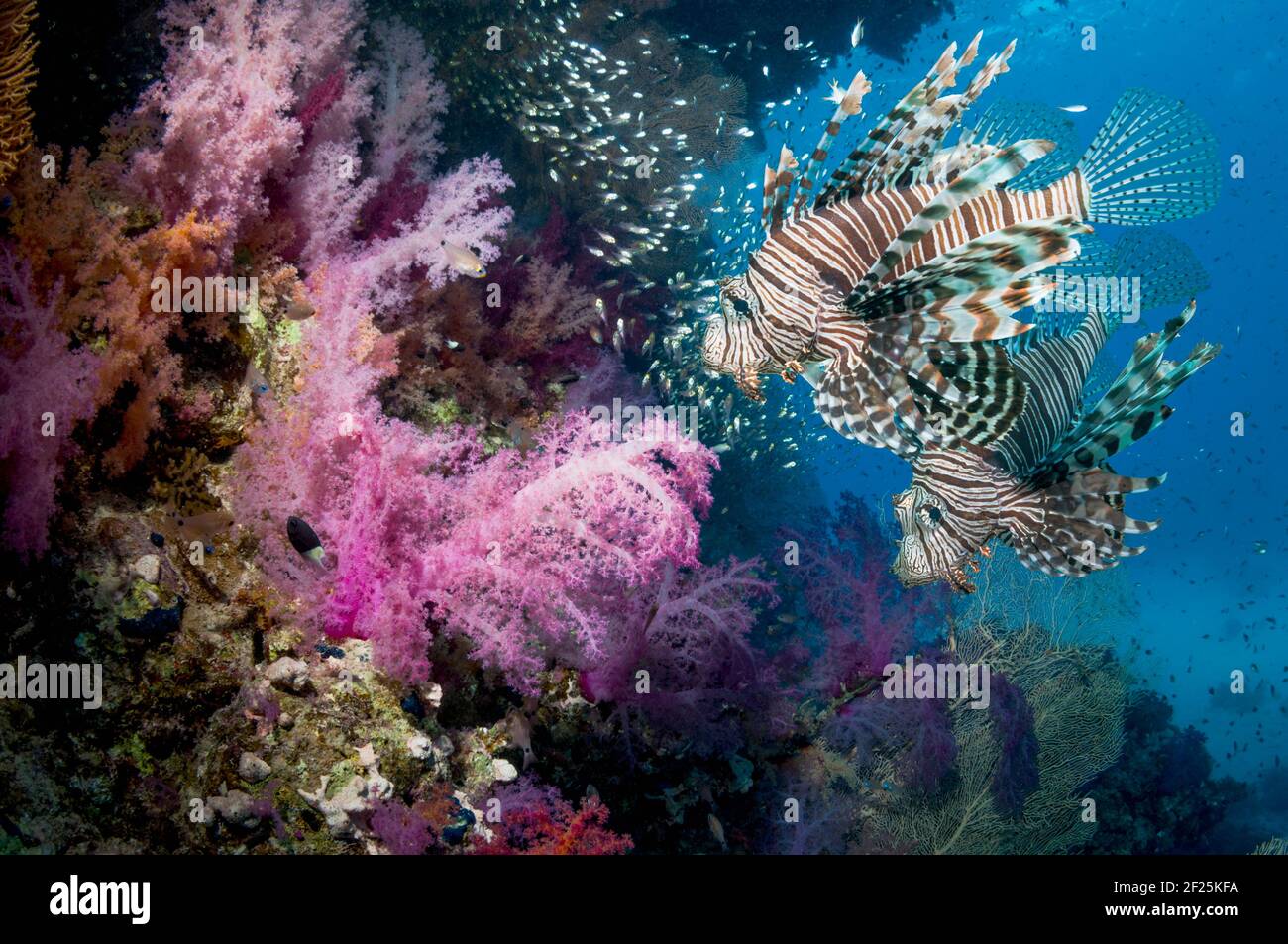 Korallenriff-Landschaft mit einem Paar Rotlionfische (Pterois volitans), Weichkorallen (Dendronephthya sp) und einer Schule von Pygmäen Kehrmaschinen (Parapriacanthus gue Stockfoto