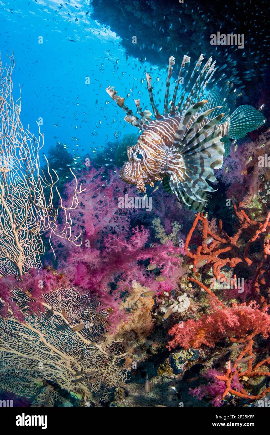 Korallenriff-Landschaft mit einem Roten Löwenfisch (Pterois volitans), Weichkorallen (Dendronephthya sp) und einer Schule von Pygmäen Kehrmaschinen (Parapriacanthus guentheri). Stockfoto
