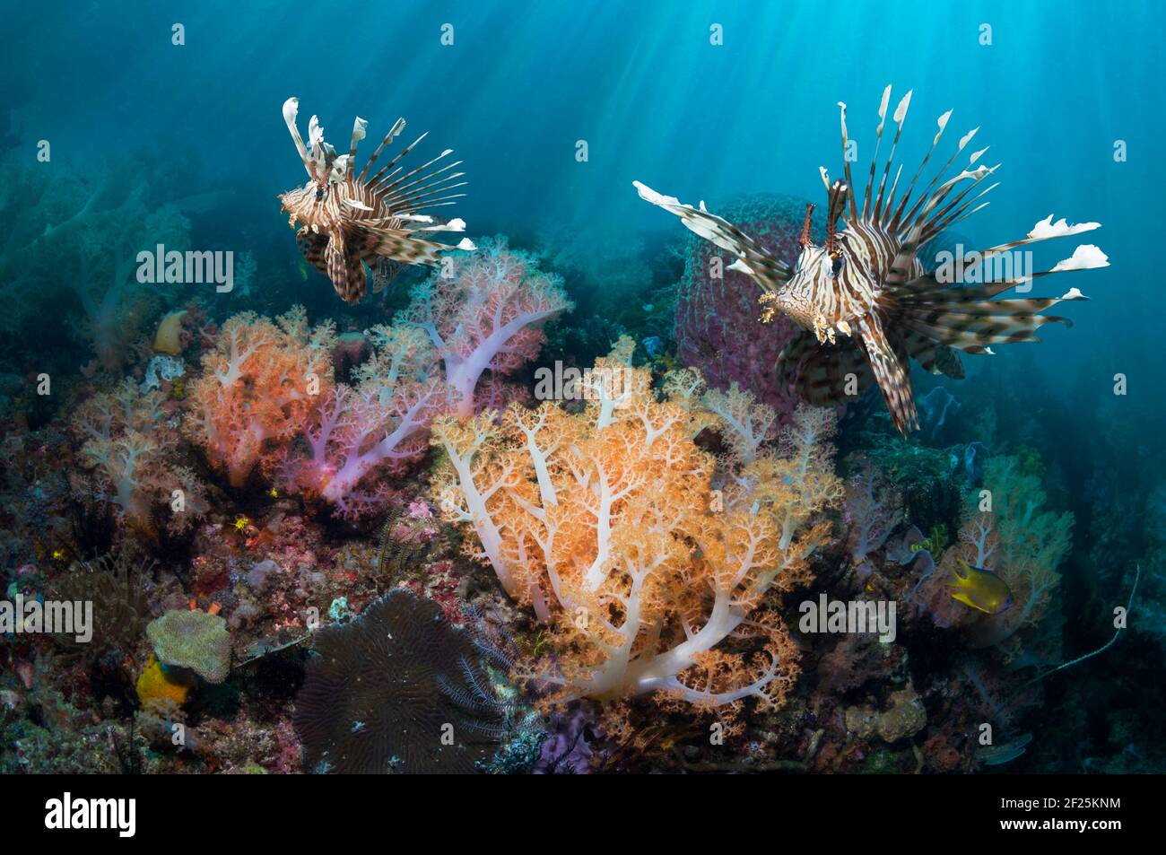 Korallenriff-Landschaft mit einem Paar Rotlionfish (Pterois volitans), Weichkorallen (Dendronephthya sp). Komodo-Nationalpark, Indonesien. Stockfoto