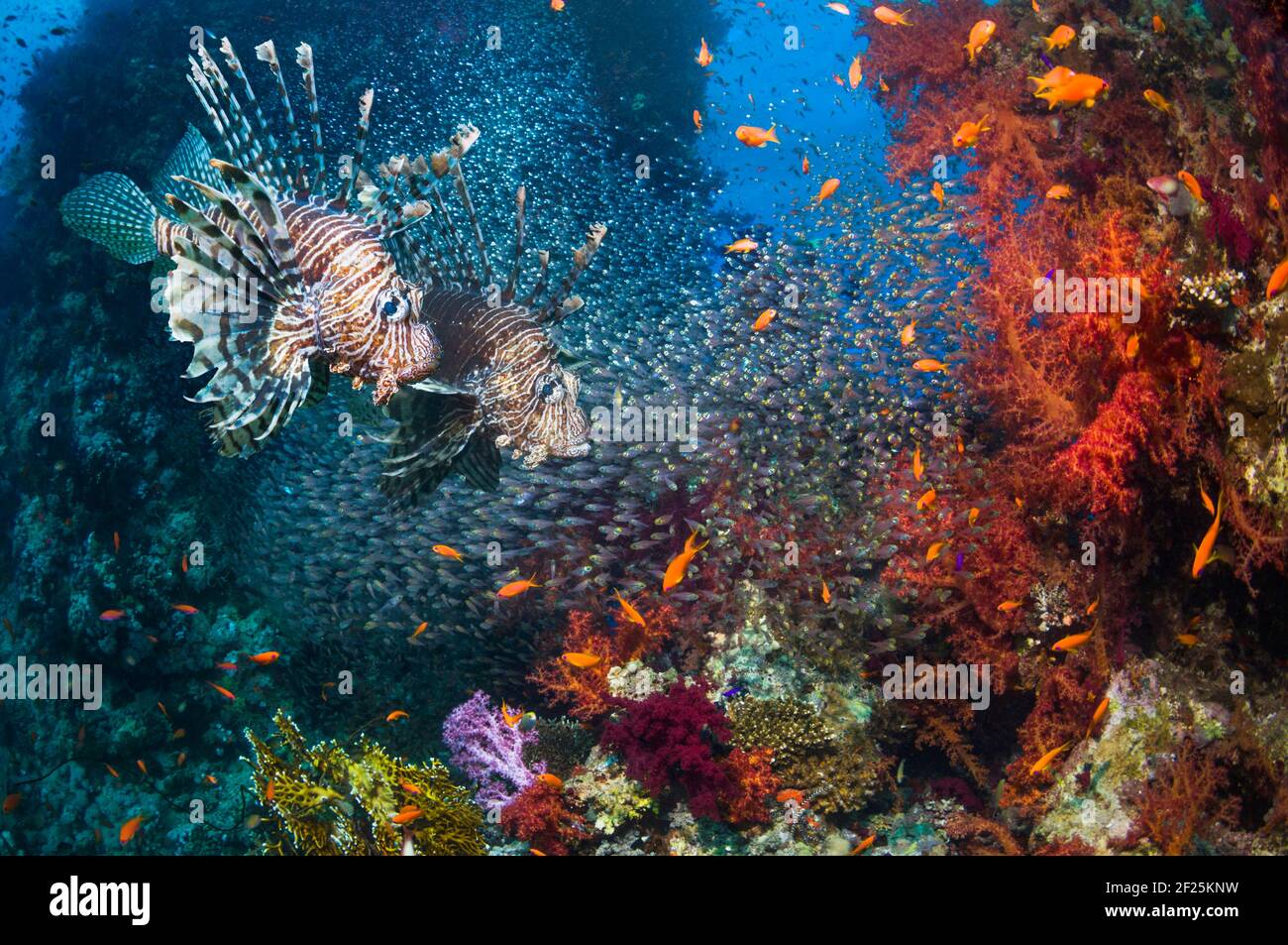 Korallenriff-Landschaft mit einem Paar Rotlionfish (Pterois volitans), einer Schule von Pygmäen Kehrmaschinen (Parapriacanthus guentheri), Lyeinzelhandel Anthias oder Goldies Stockfoto