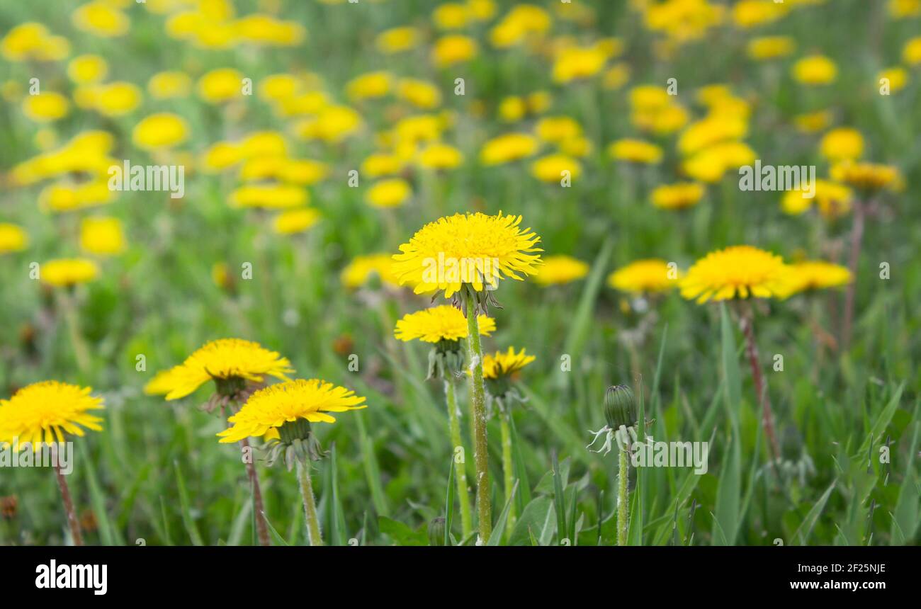 Löwenzahn Blume. Blumen im Garten am Frühlingstag. Blume für Dekoration und Landwirtschaft Konzept Design. Bunte Blume. Löwenzahnfeld Stockfoto