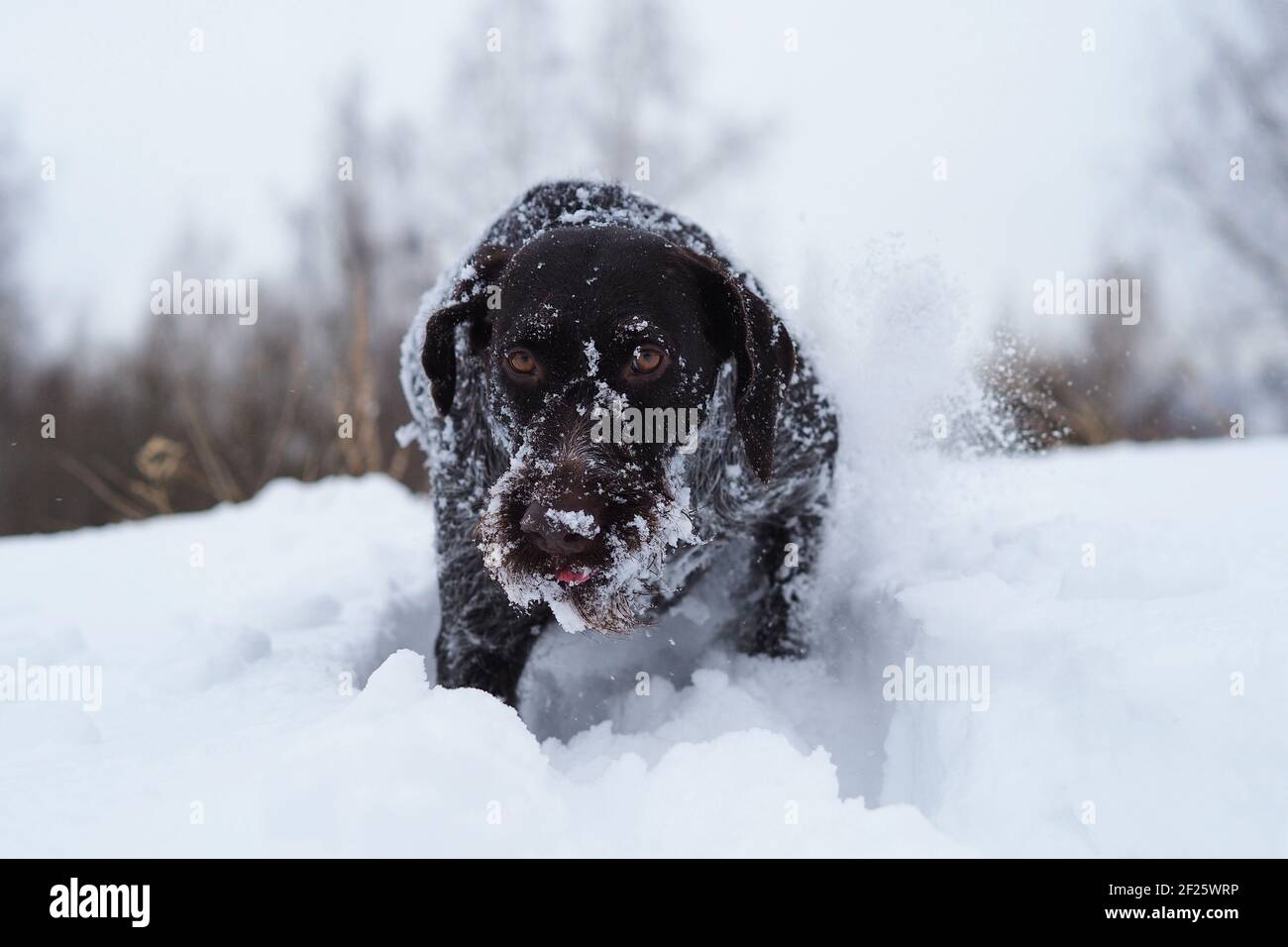 Jagdhund im Winter auf dem Feld. Deutsche Drahthaar auf einer Winterjagd. Stockfoto