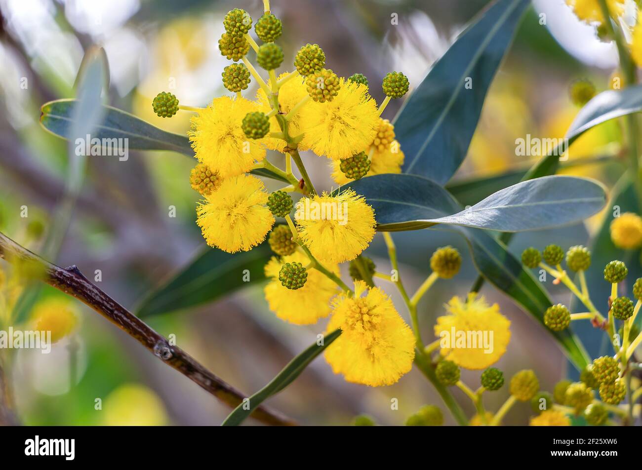 Acacia retinodes, die Silberakazie, ist eine mehrjährige, kosmopolitische Baumpflanzenart. Sie hat das ganze Jahr über Blumen. Einige gebräuchliche Namen sind gelbe Akazie Stockfoto