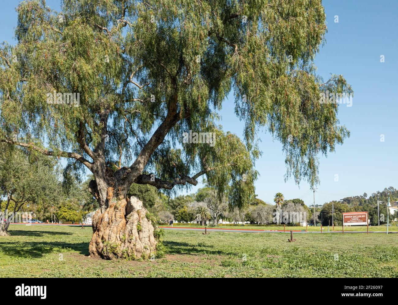 Oceanside, Kalifornien USA - 5. März 2021: Ältester Pfefferbaum Kaliforniens auf dem Vorgelände der Mission San Luis Rey Stockfoto