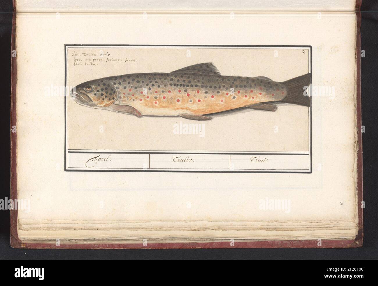 Forelle (Salmo Trutta); Forelle. / Trutta. / Truile..Fristel. Rechts oben nummeriert: 4. Über dem Namen in drei Sprachen. Teil des sechsten Albums mit Zeichnungen von Fischen, Muscheln und Insekten. Sechstes von zwölf Alben mit Zeichnungen von Tieren, Vögeln und Pflanzen bekannt um 1600, im Auftrag von Kaiser Rudolf II.. Mit Erklärung auf Niederländisch, Latein und Französisch. Stockfoto