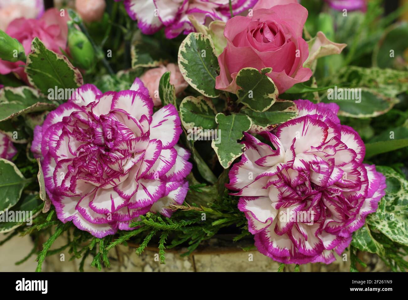 Blumenarrangement Nahaufnahme mit weißen Nelken mit lila Fransen und Rosa Rosen Stockfoto