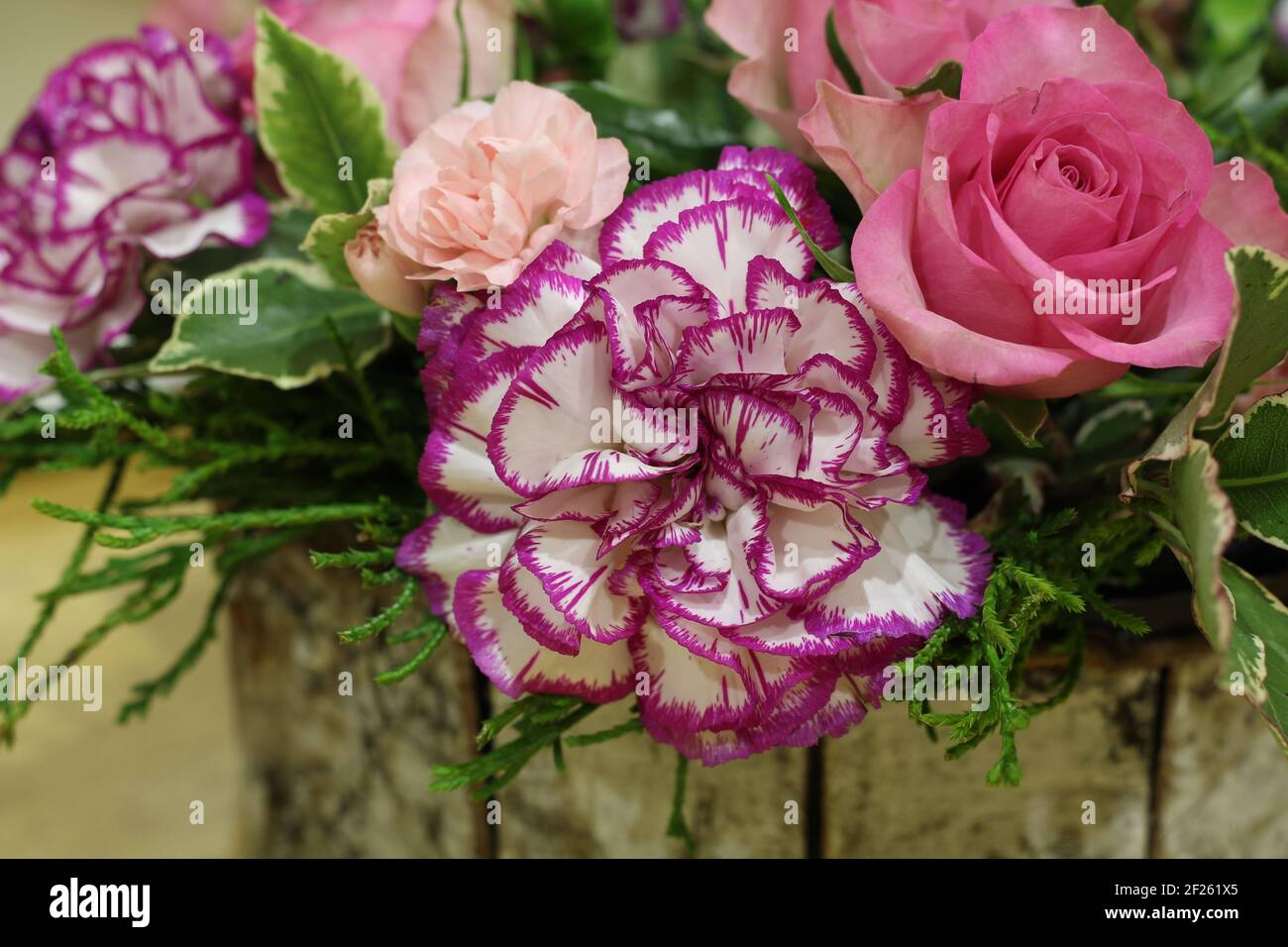 Blumenarrangement mit weißer Nelke mit violetten Fransen und Pink rosen Stockfoto