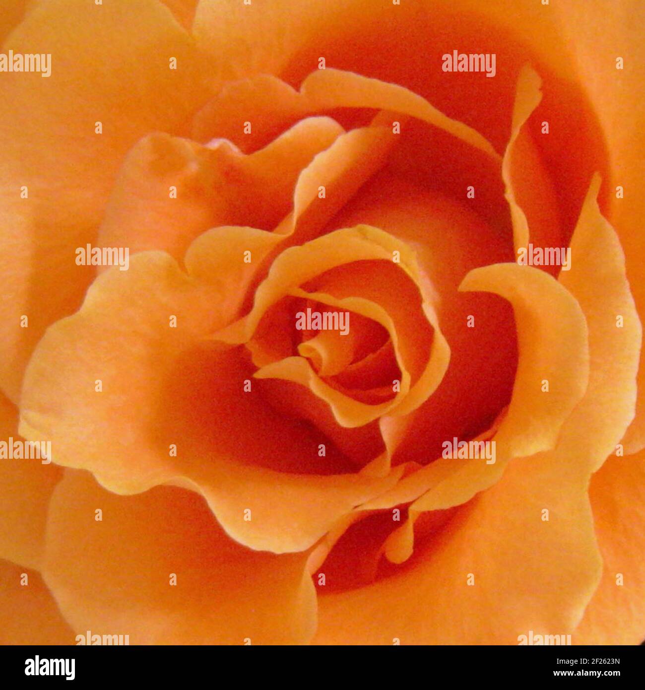 Wunderschöne Nahaufnahme einer orangefarbenen Bernsteinrose mit Platz zum Kopieren, um die Botschaft der Liebe zu vermitteln. Stockfoto