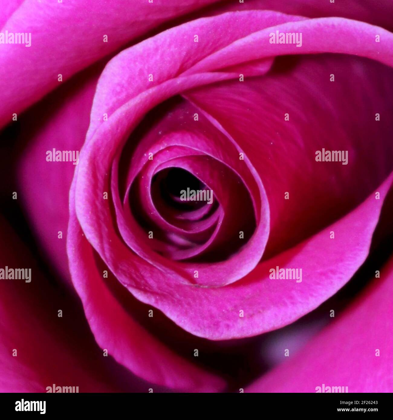 Schöne Nahaufnahme einer Rose mit Platz zum Kopieren, um die Botschaft der Liebe hinzuzufügen. Stockfoto