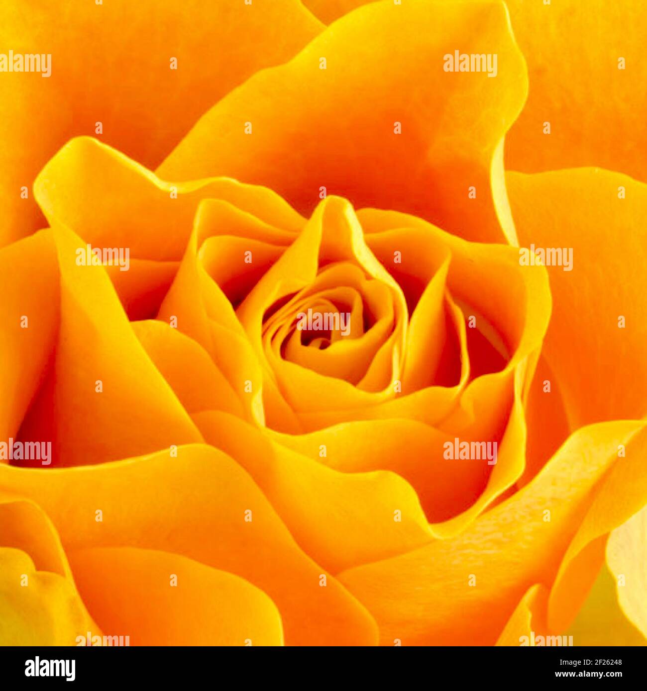 Wunderschöne Nahaufnahme einer orangefarbenen Bernsteinrose mit Platz zum Kopieren, um die Botschaft der Liebe zu vermitteln. Stockfoto