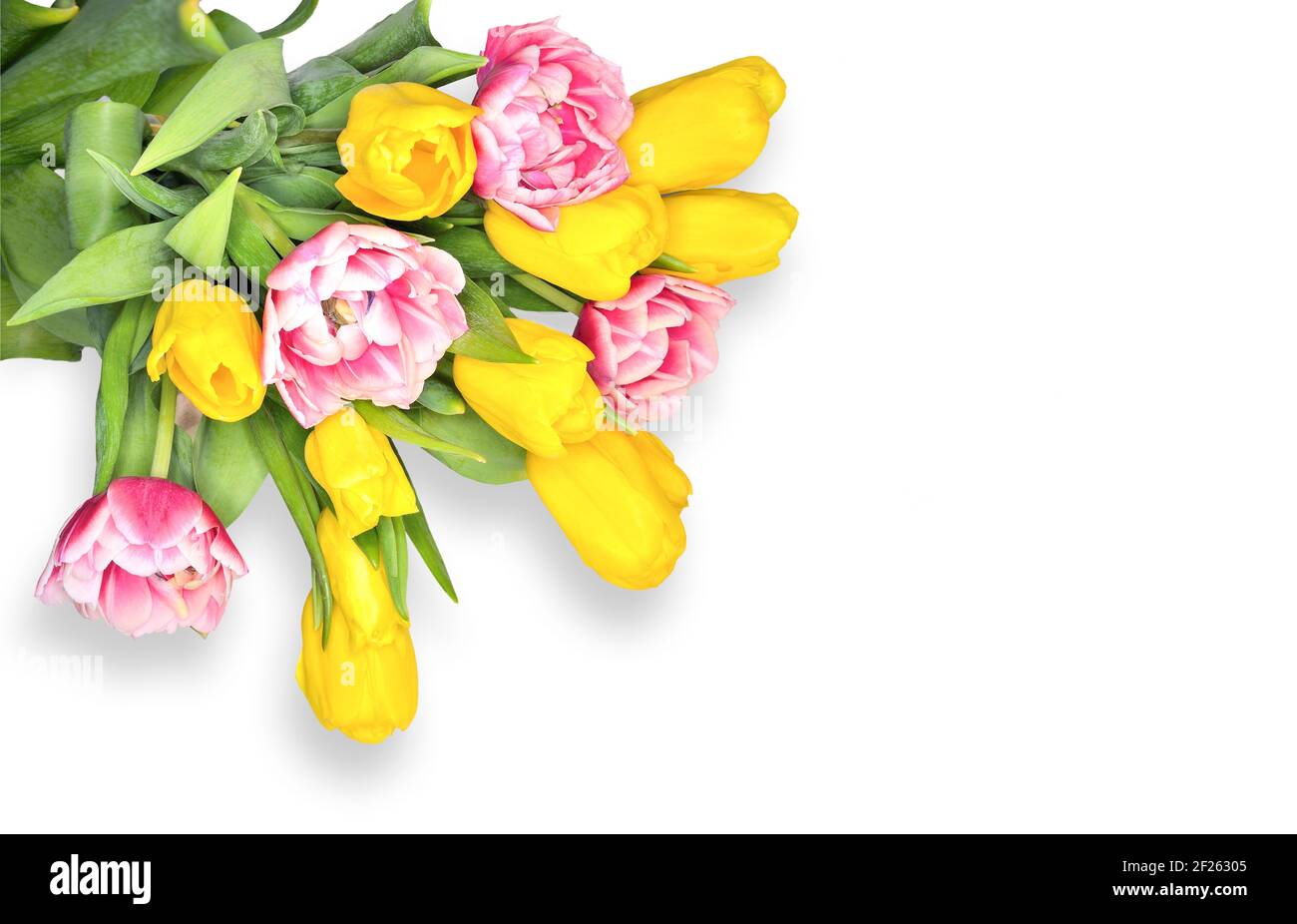 Elegantes Bouquet von frühlingsgelben und rosa-weißen Tulpenblüten auf weißem Hintergrund mit leerem Raum für Text. Festliches Blumenmuster für Grußkarte, Stockfoto