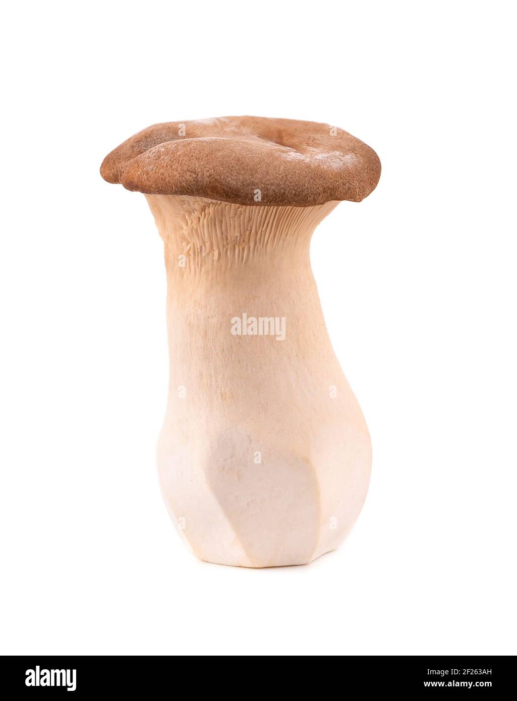 König Austernpilz isoliert auf weißem Hintergrund. Pleurotus eryngii Pilz. Stockfoto