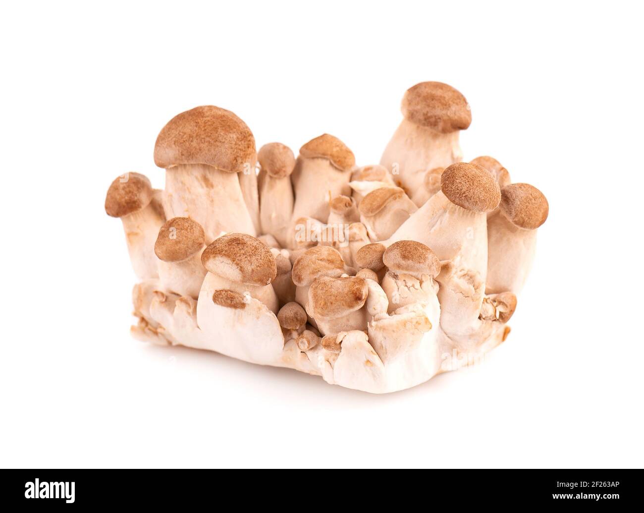 König Austernpilz isoliert auf weißem Hintergrund. Pleurotus eryngii Pilz. Stockfoto