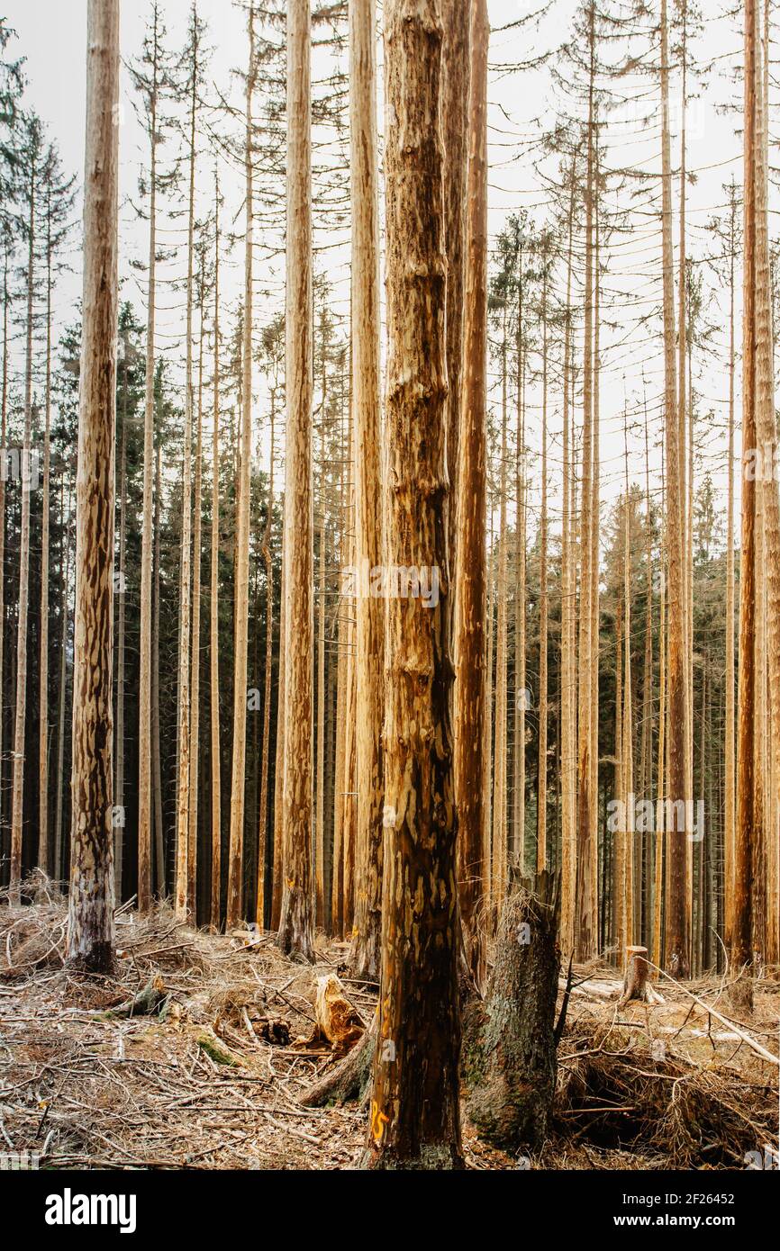 Zerstörte tote Bäume im Wald.Sterbender Wald in Tschechien wegen Klimawandel, Dürre und Rindenkäfer. Stamm von trockenen Bäumen.Kiefernwald verschlingen Stockfoto