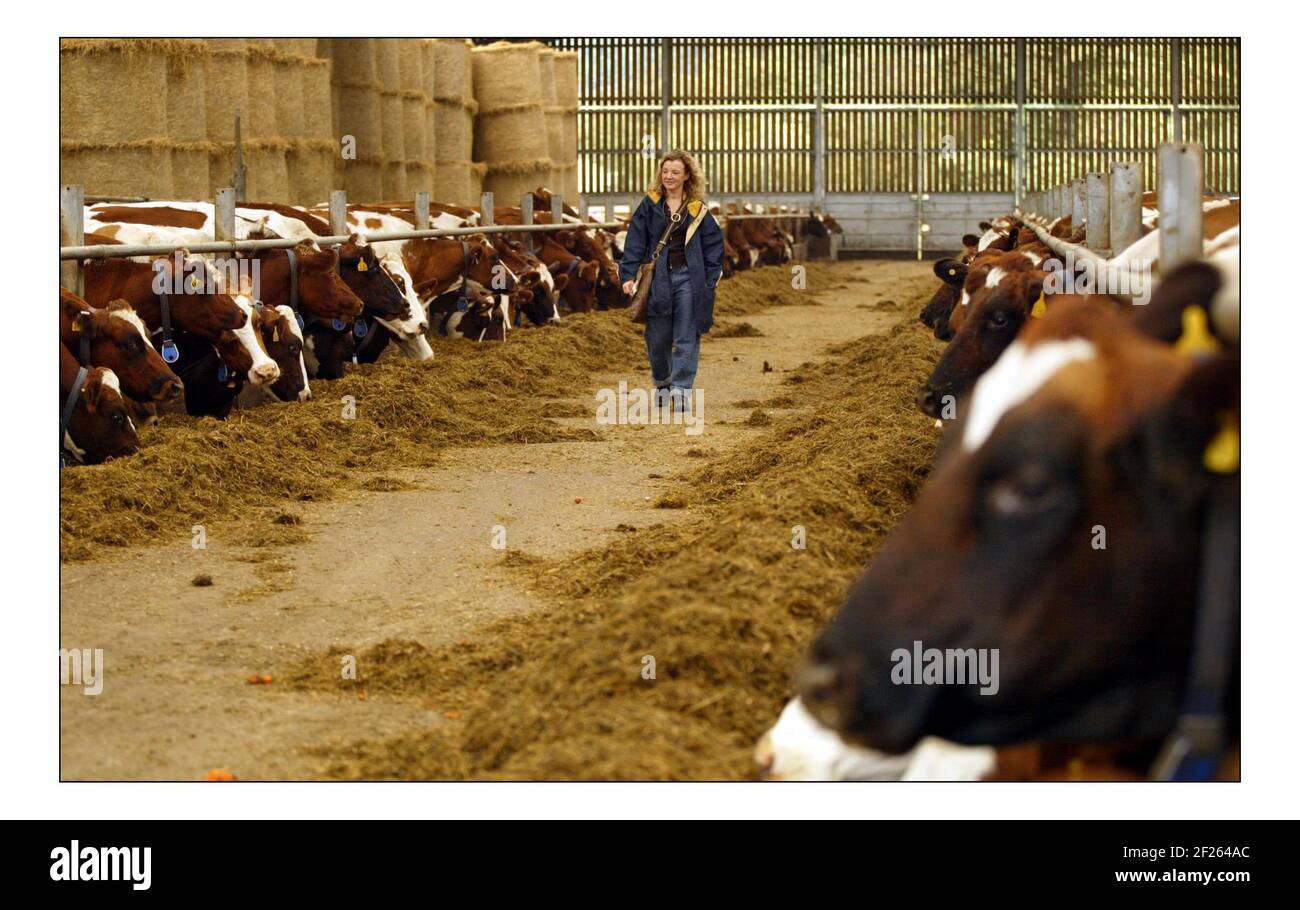 Deborah Ross verbringt den Tag damit, auf der Farm des Prinzen von Wales zu arbeiten: Duchy Home Farm, Broadfield Farm, Tetbury.pic David Sandison 11/10/2005 Stockfoto