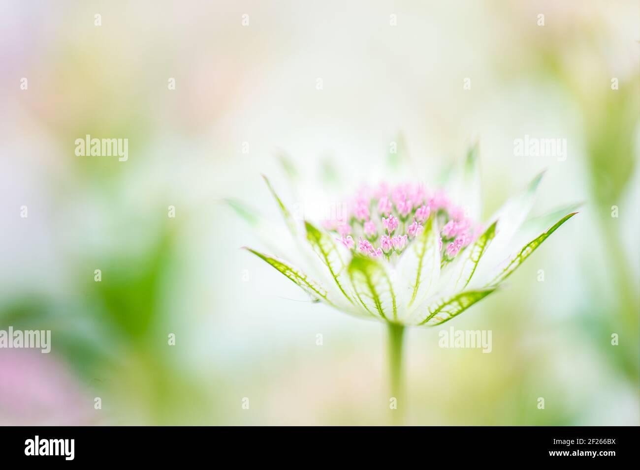 Ein ziemlich hohes Nahaufnahme-Porträt einer einzelnen Astratia ‘Buckland’ Blume vor einem weichen verschwommenen Hintergrund mit Kopierraum. Stockfoto