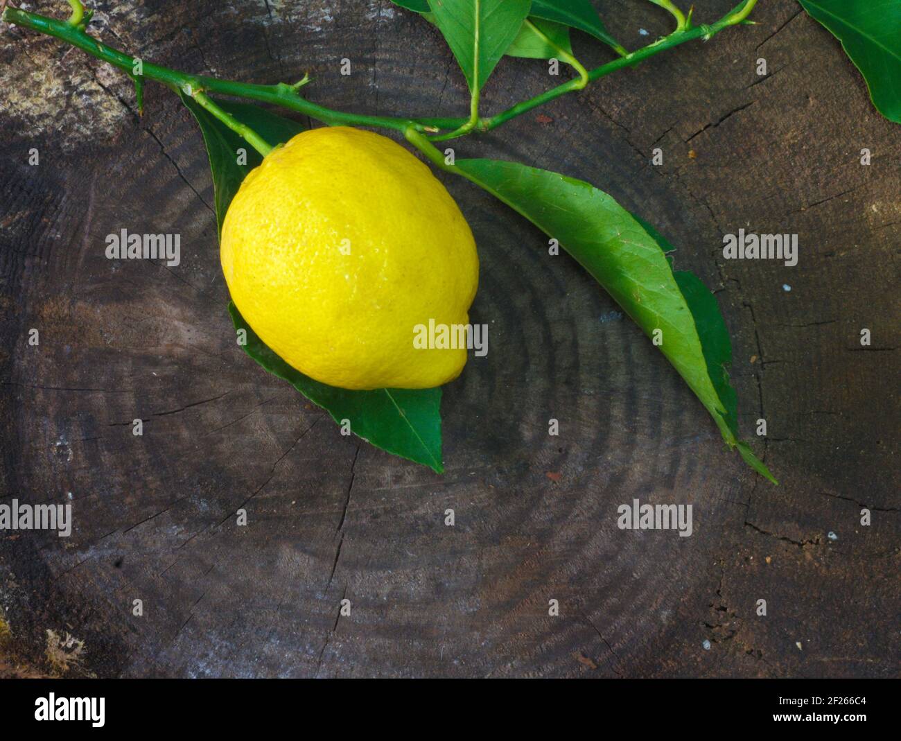 Natürliche Zitronenfrucht mit Blättern auf rustikalem Holz (Citrus × aurantifolia) Stockfoto