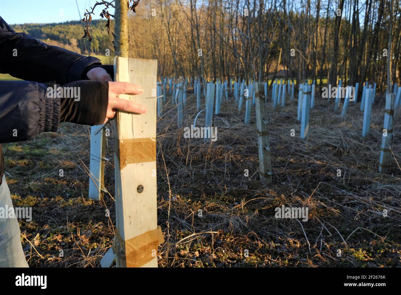 Ökologisches Konzept. Earth Day.Forest Schutz und Kultivierung. Baum Sämlinge mit Kunststoff-Zylinder geschützt. Hände halten ein Kunststoffrohr um die Stockfoto