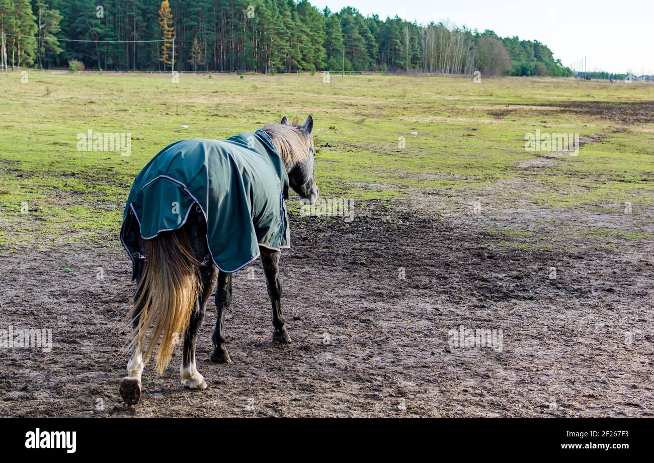 Dapple grau gefärbtes Pferd trägt grüne Pferdedecke Stockfoto