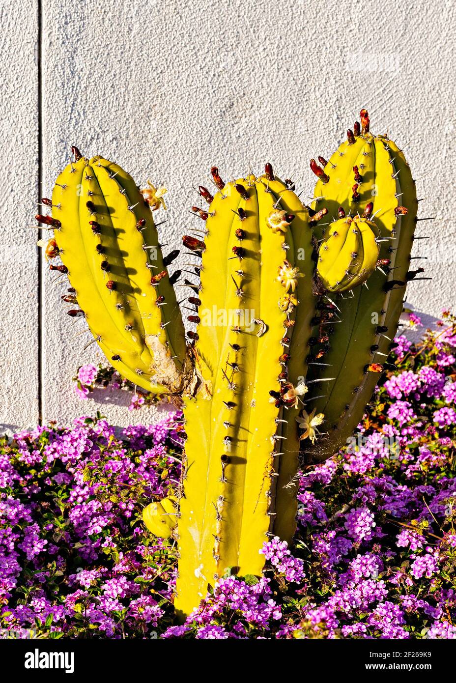 Kleiner sternförmiger Kaktus mit Armen und wächst im Blumenbeet mit violetten Blüten. Stockfoto