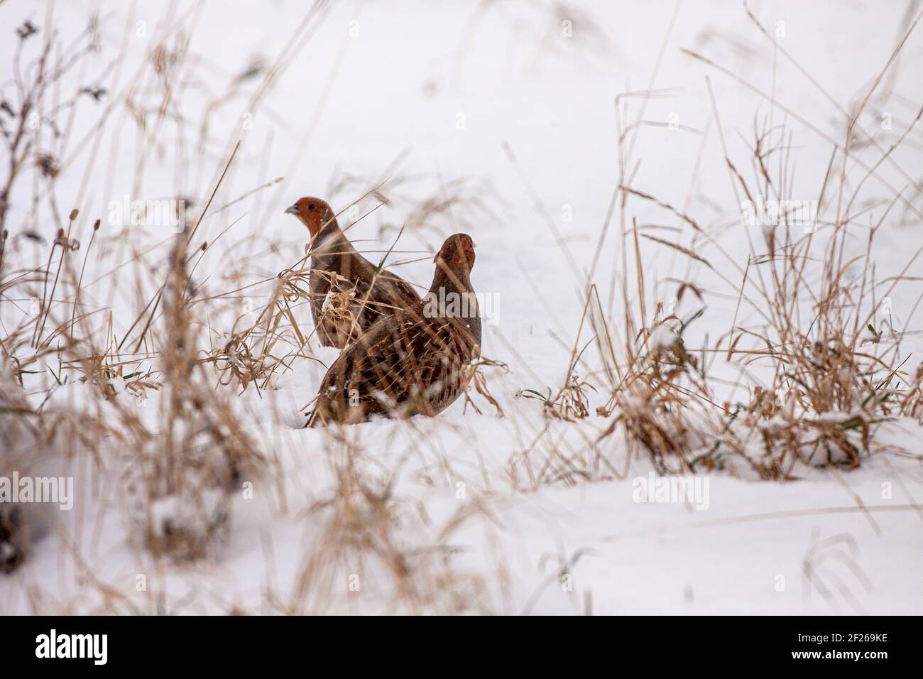 Zwei Rebhühner im Schnee Stockfoto