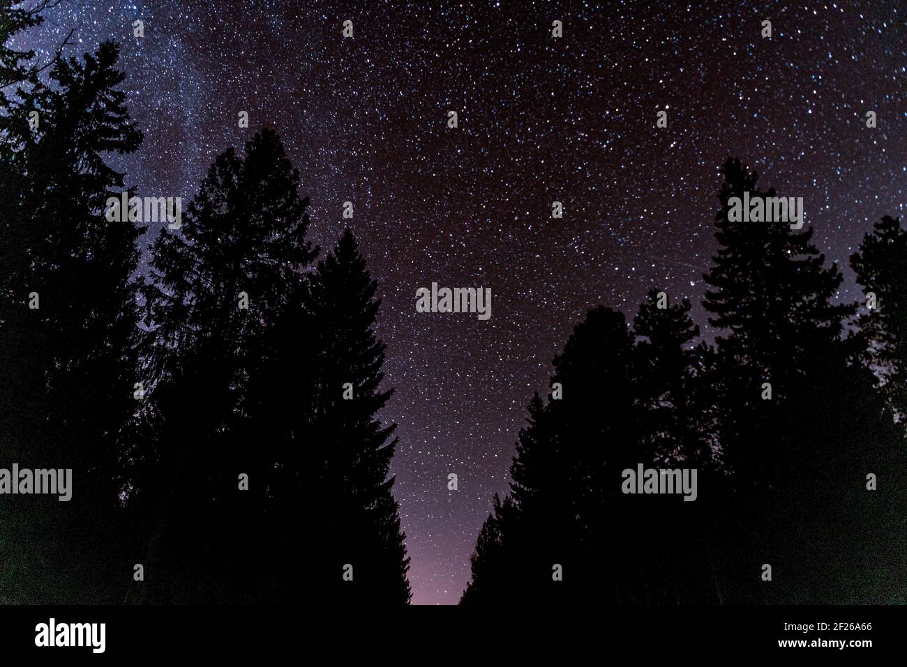 Wald Himmel in der Nacht mit Sternen und Baumspitze Silhouetten Im Hintergrund Stockfoto