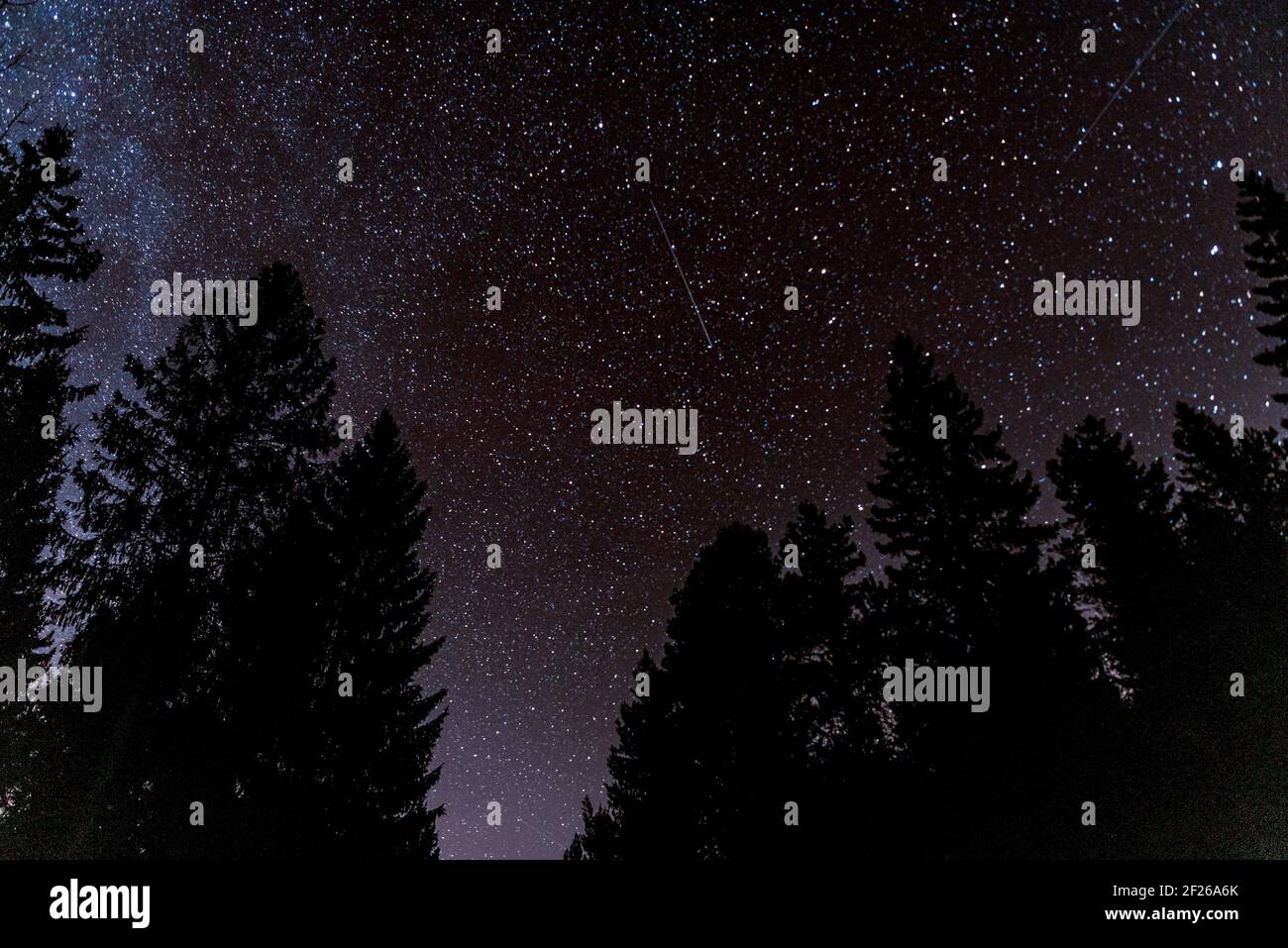 Wald Himmel in der Nacht mit Sternen und Baumspitze Silhouetten Im Hintergrund Stockfoto