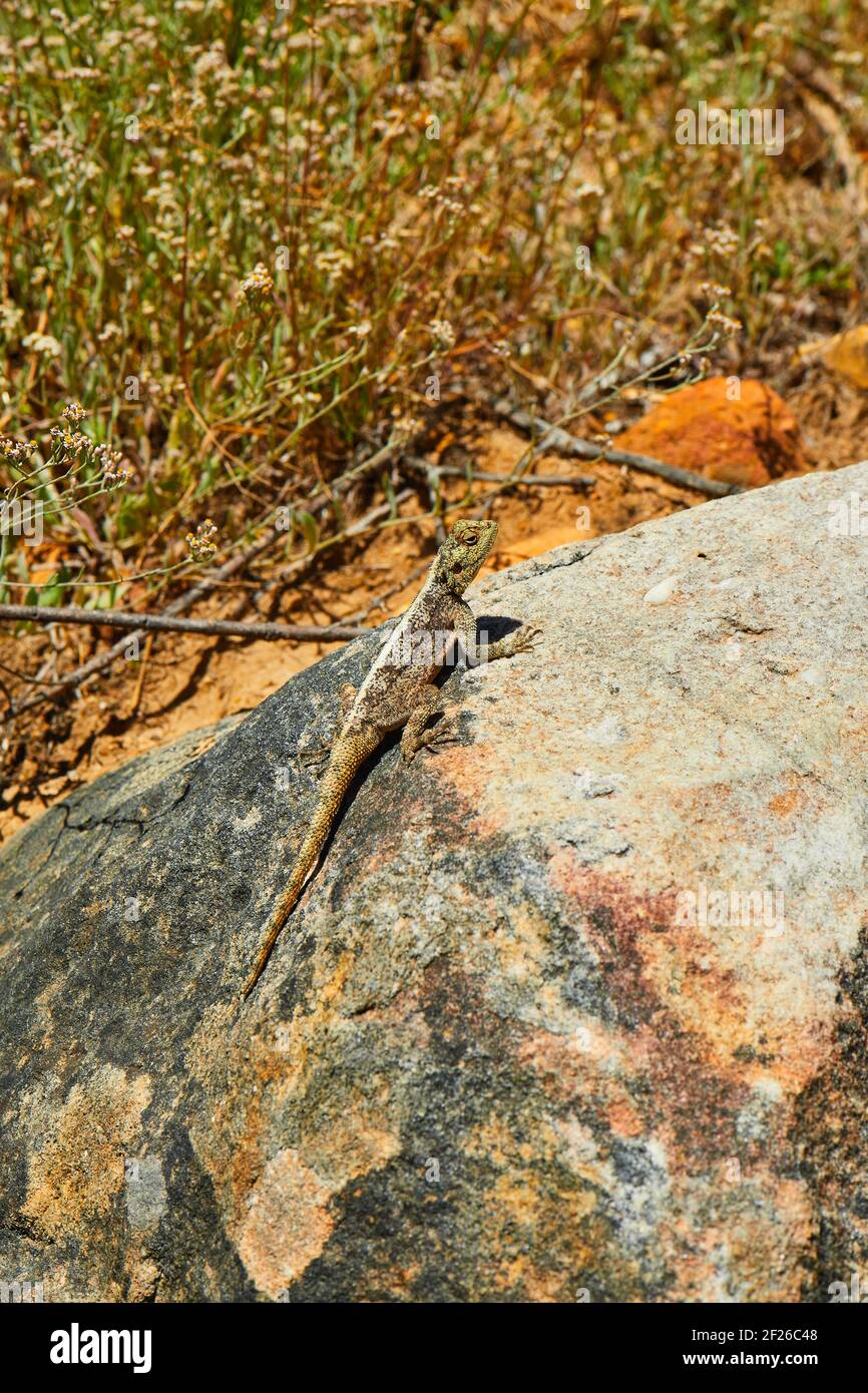 Southern Cape Agama Lizard im Jonkershoek Nature Reserve, Stellenbosch Stockfoto