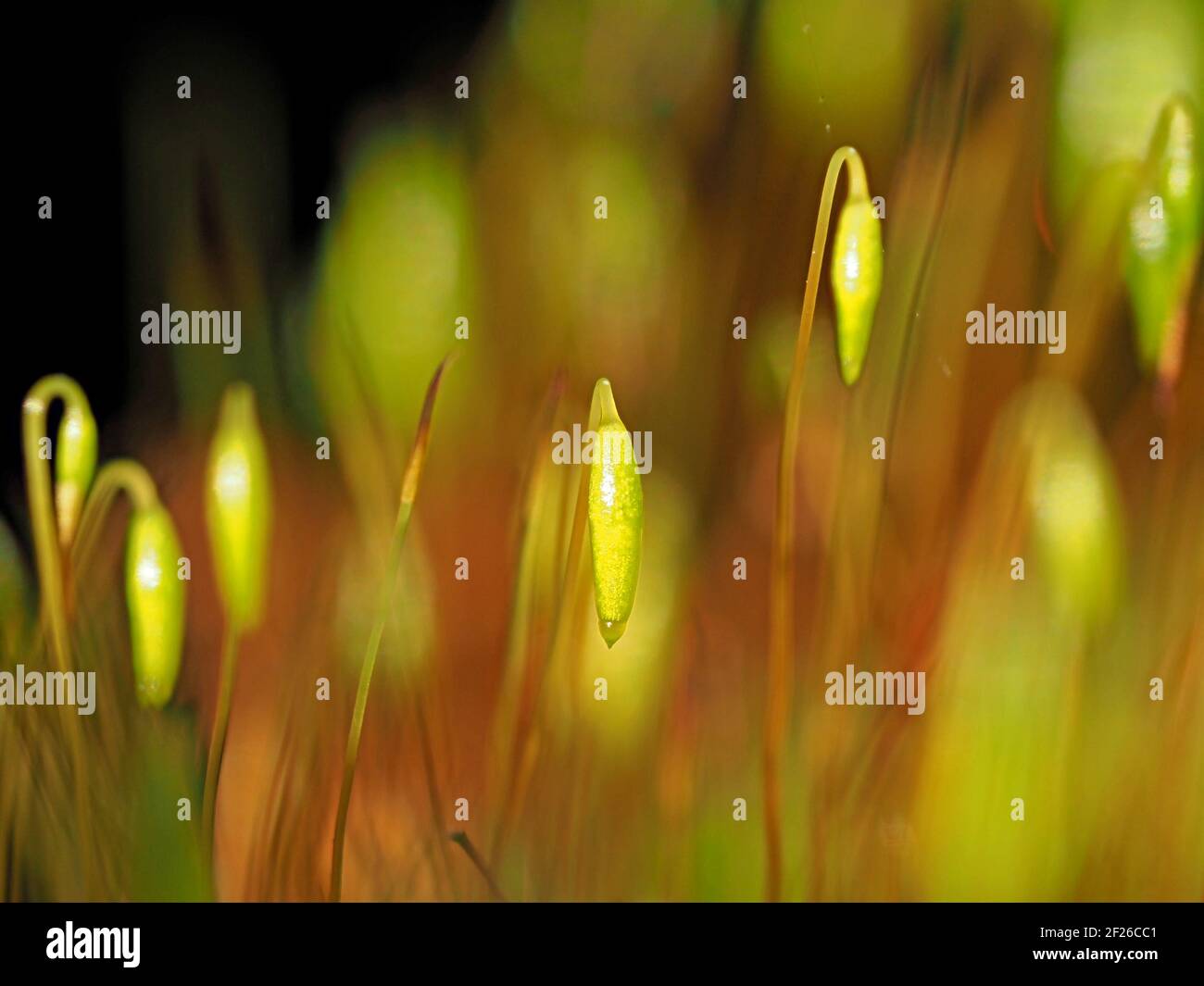 Makrobild mit Nahaufnahme von leuchtend grünen nickenden Moos-Sporenkapseln, Calyptra und Stielen in der Kolonie in Cumbria, England, Großbritannien Stockfoto