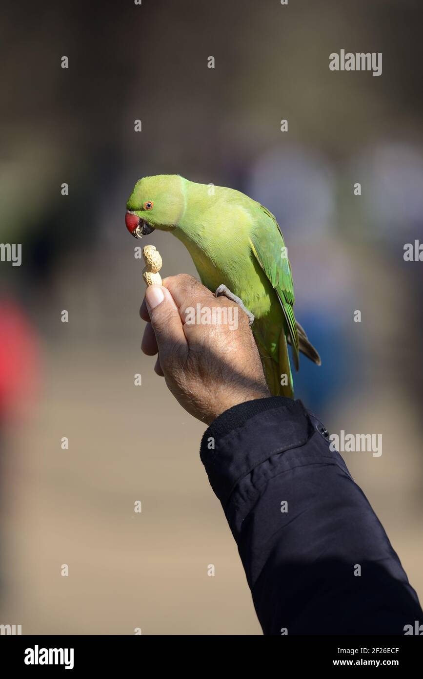 Ringhalssittich / Indischer Rosenringelsittich (Psittacula krameri manillensis), der im St. James's Park, London, im Dezember gefüttert wird Stockfoto
