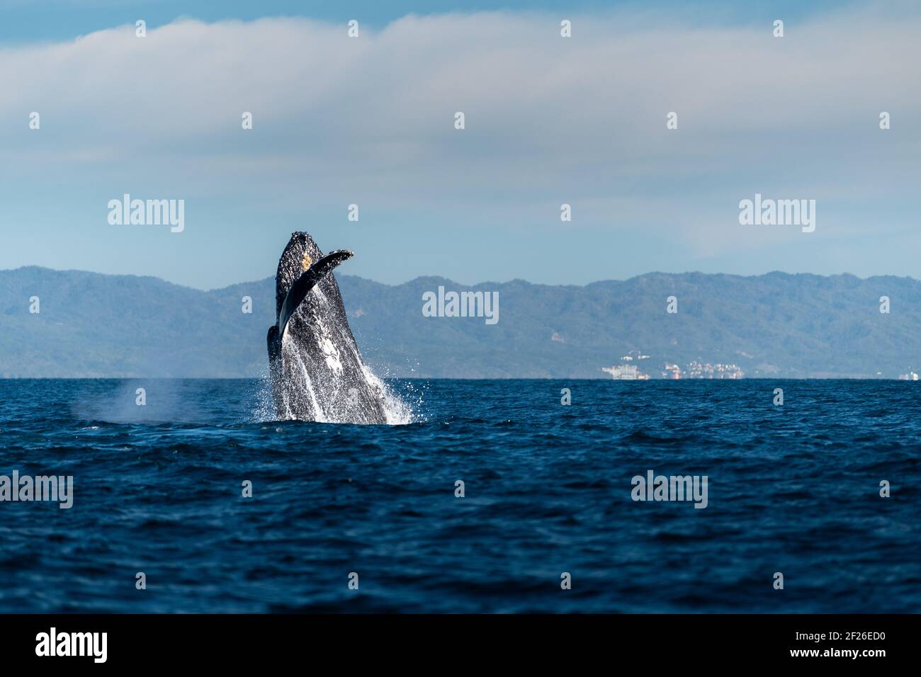 Glückliche Wale brechen in blauen Gewässern des Pazifischen Ozeans in Bahia de Banderas mit Bergen hinter während der Brutzeit in Puerto Vallarta, Mexiko Stockfoto