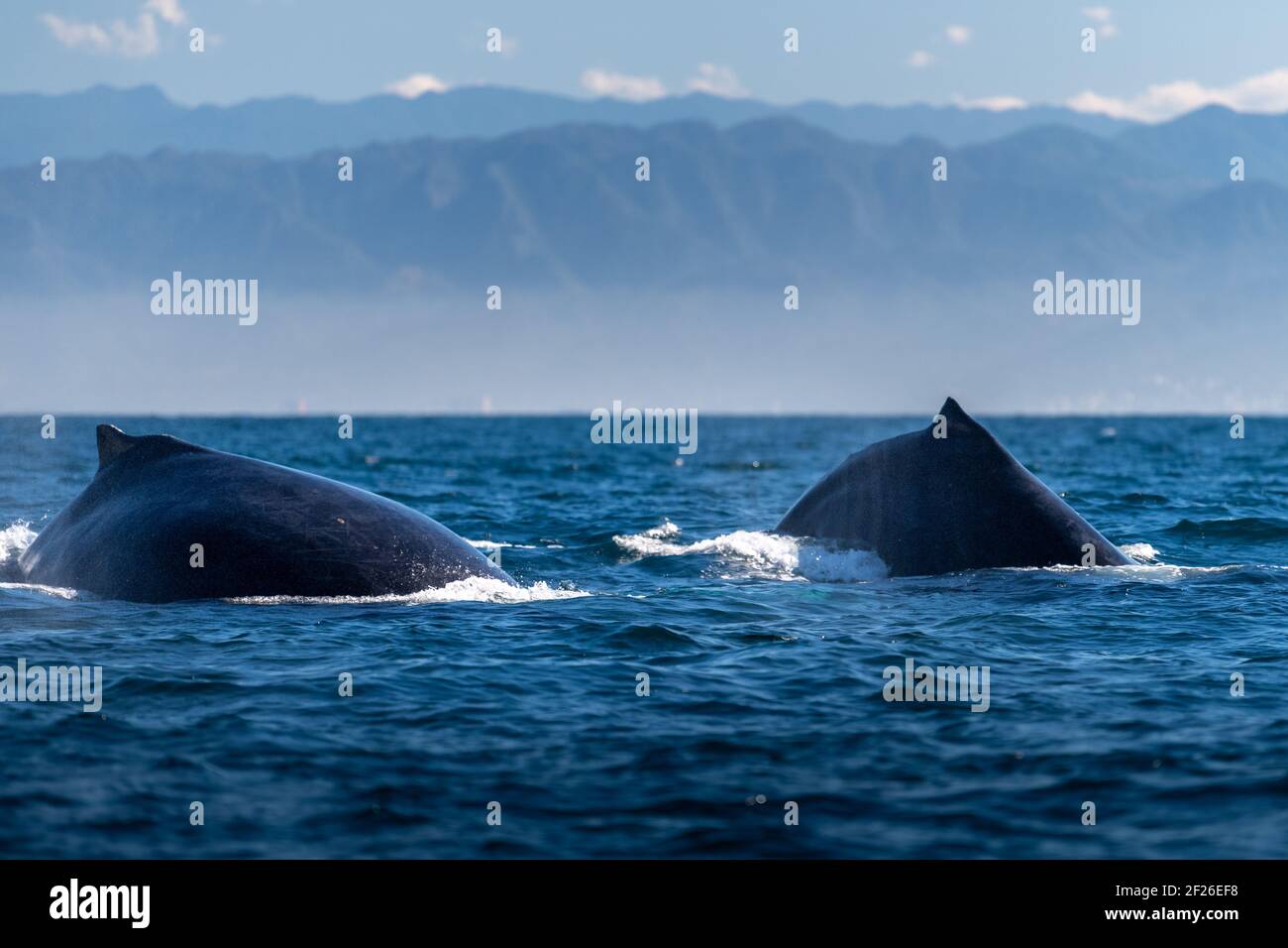 Die Rücken von zwei Buckelwalen steigen synchron oben auf Blaues Wasser des Pazifischen Ozeans in Bahia de Banderas mit Berge im Hintergrund in Puerto Vallarta Stockfoto