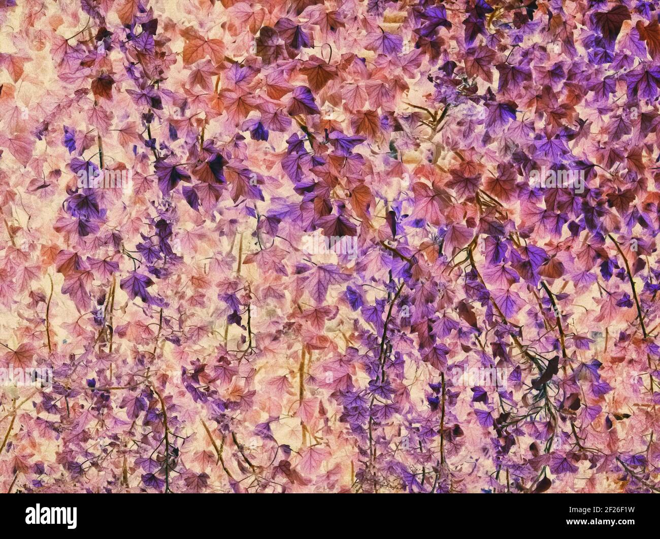 Falsche Farbe Abstrakt Ivy Wand Künstlerische Wallpaper Hintergrund Stockfoto