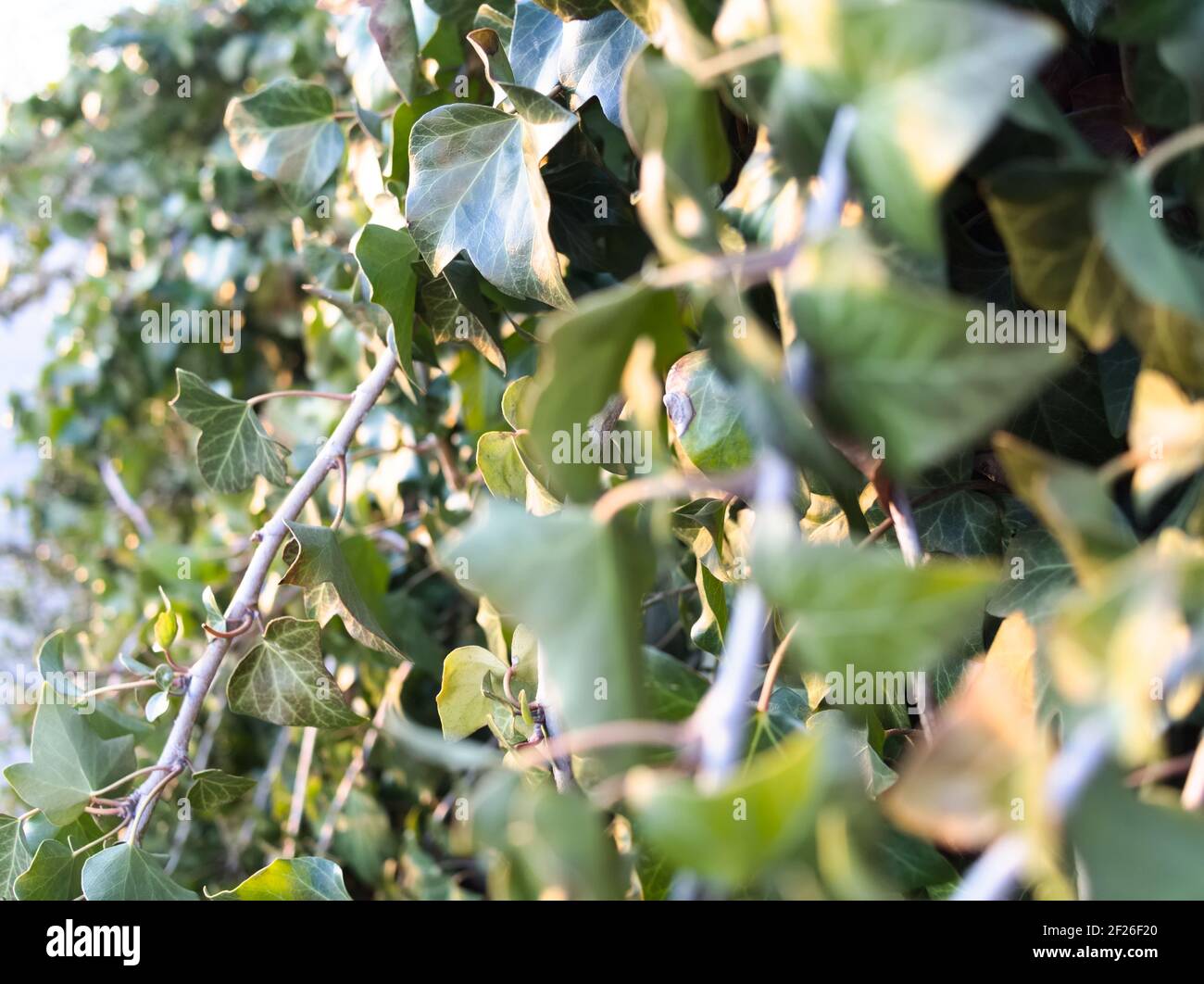 Grün Lush Efeu Wand Seitenansicht Nahaufnahme Stockfoto