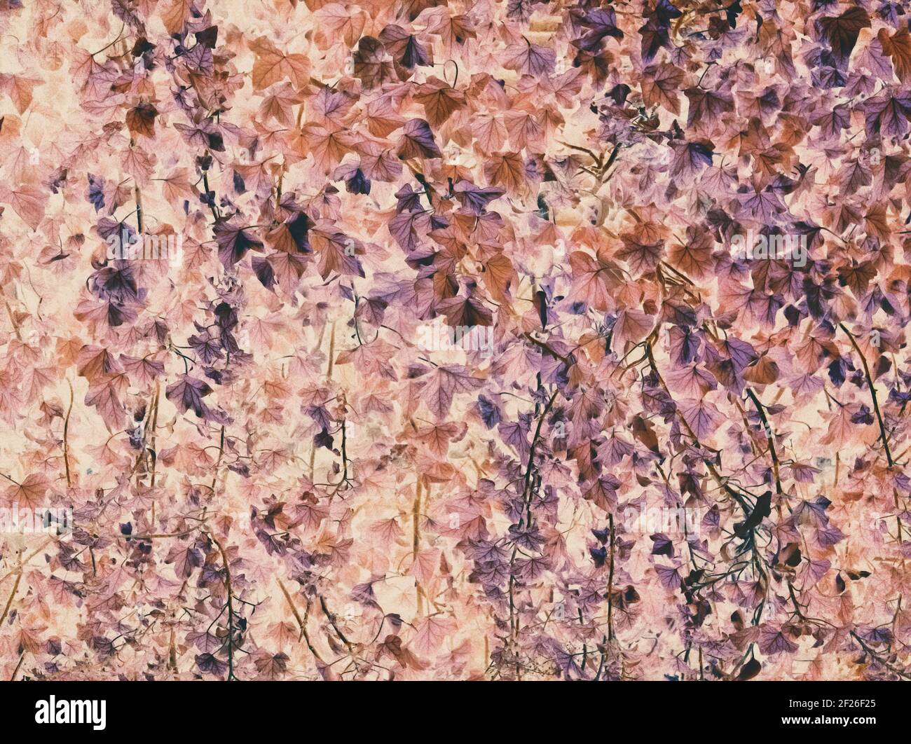 Falsche Farbe Abstrakt Ivy Wand Künstlerische Wallpaper Hintergrund Stockfoto