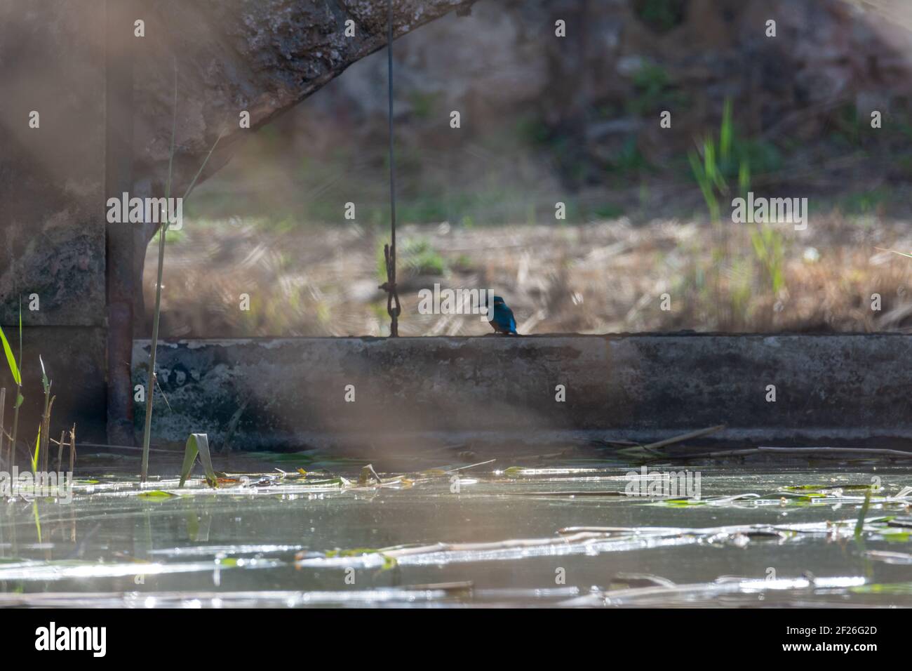 eisvogel, Vogel, wild in einem See, Fütterung auf der Suche nach kleinen Fischen, Stockfoto