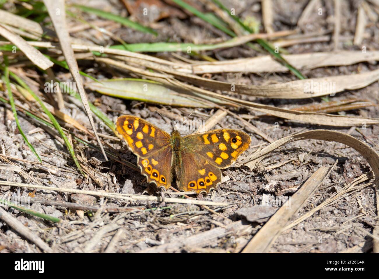 Schmetterling thront auf dem Boden, Sonnenbaden an einem Frühlingstag, Ocker und Orange Farben, und seine Flügel ausbreiten Stockfoto