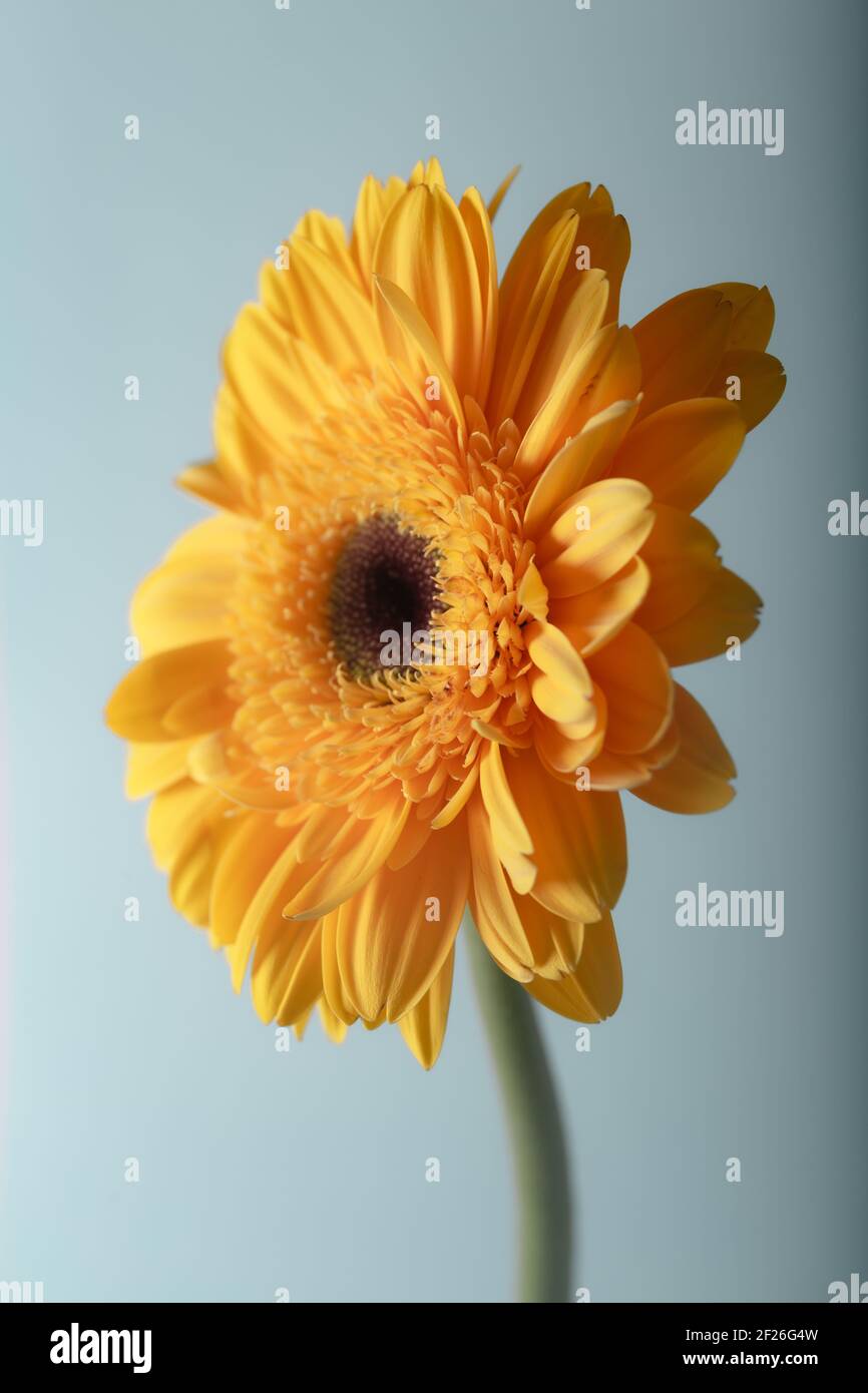 Gelbe Gerbera Nahaufnahme. Weiche Pastelltöne. Hintergrund und Textur. Stockfoto
