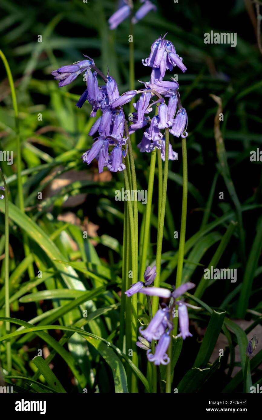 Ein Klumpen Bluebells blühend in der Frühlingssonne Stockfoto