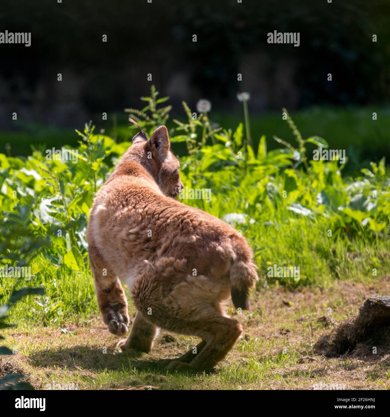 Junger Nordlychs (Felis Luchs Luchs) bei einem Spaziergang in der Sonne Stockfoto