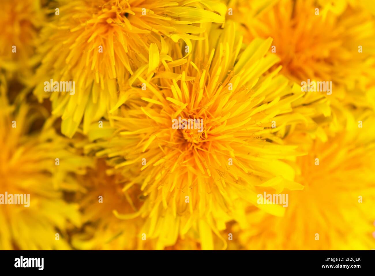 Blühende gelbe Löwenzahn-Blüten aus nächster Nähe. Taraxacum officinale Pflanzen im Garten. Frühling. Stockfoto