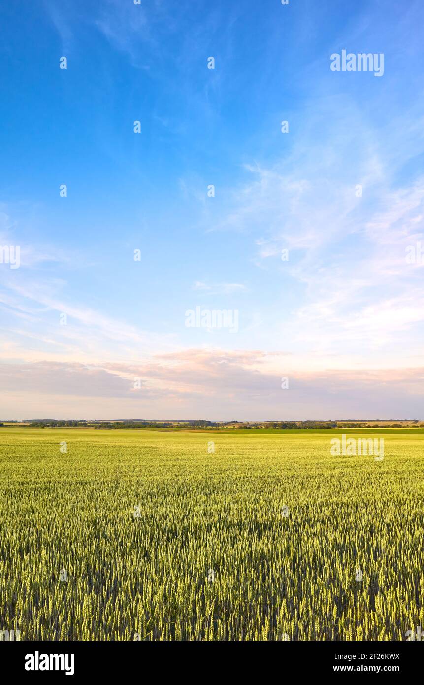 Erntefeld, ländliche Landschaft am Nachmittag. Stockfoto