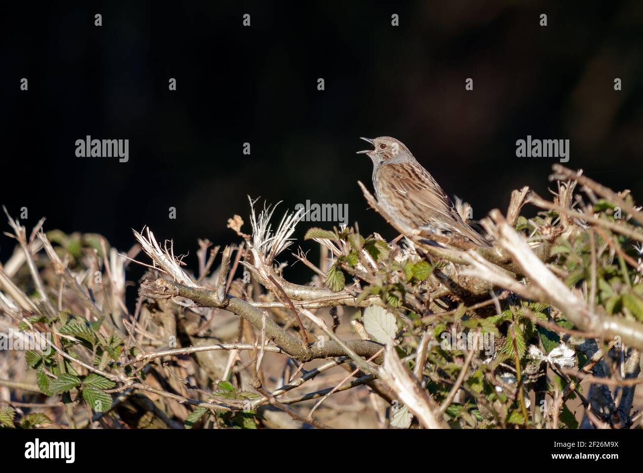 Hedge Accentor (Dunnock) in einer Hecke in Sussex Stockfoto