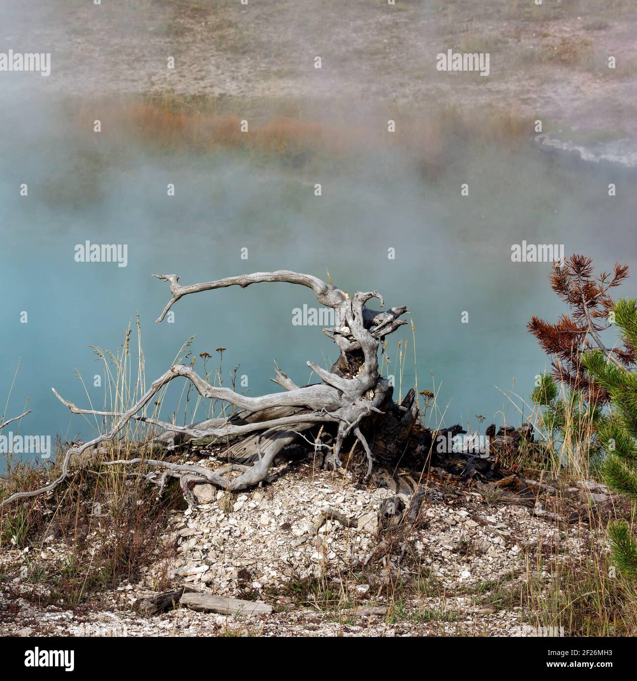 Toten Baumstumpf am Grand prismatische Frühling Stockfoto